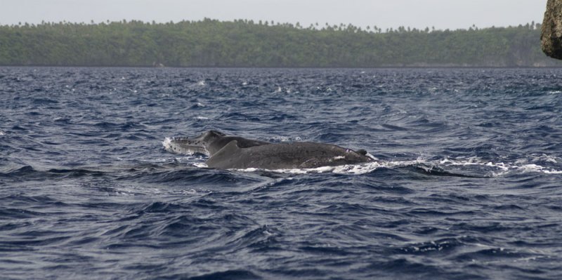 Mother and calf