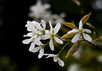 Blossum in the rain