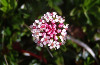 Sabah Flora