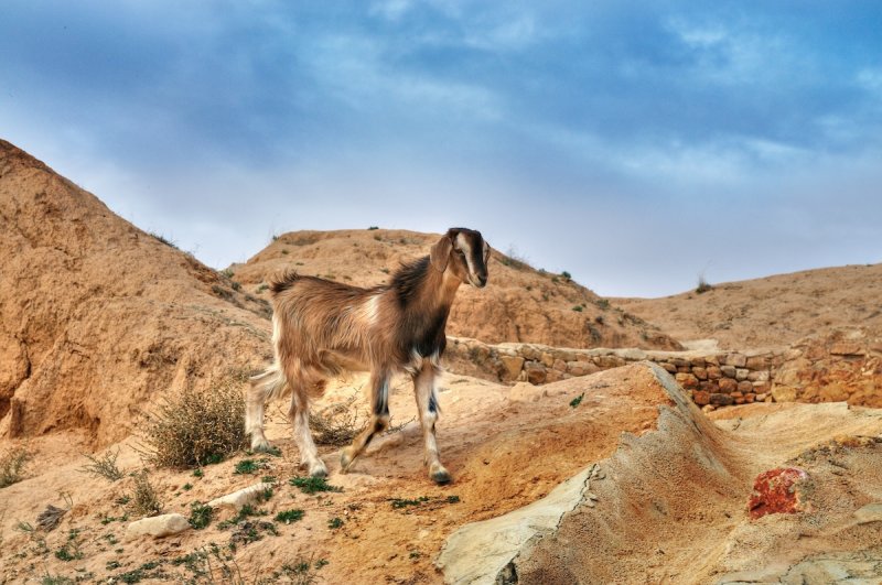 Goat Matmata