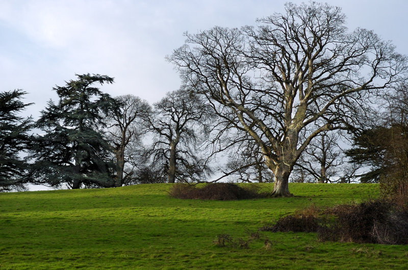 The Estate