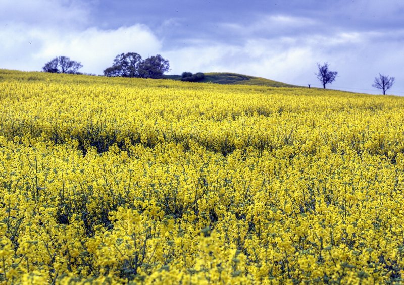 Rapeseed oil