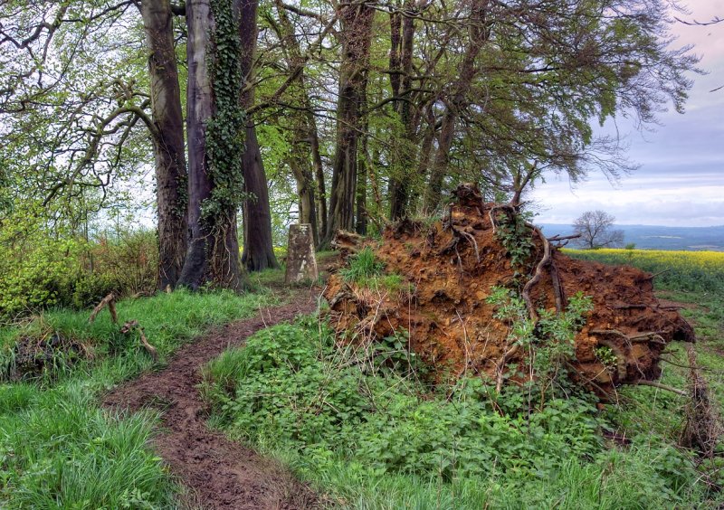 Brailes Hill Summit (Trig point