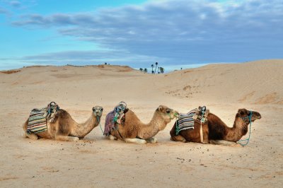 Camels Douz 2