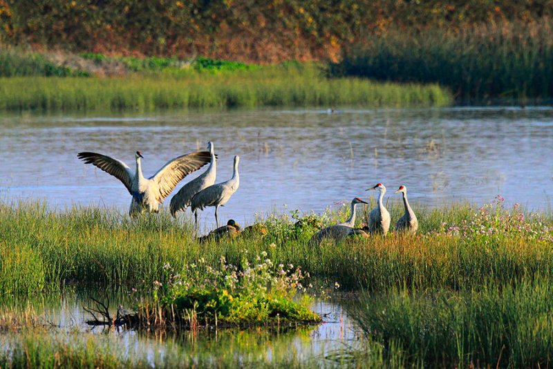Sandhill Crane Love Dance.jpg