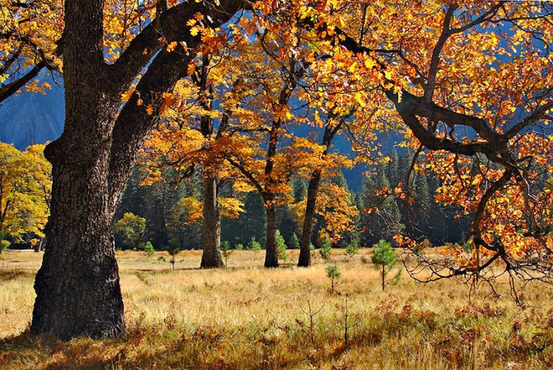 Valley Oaks in Autumn.jpg