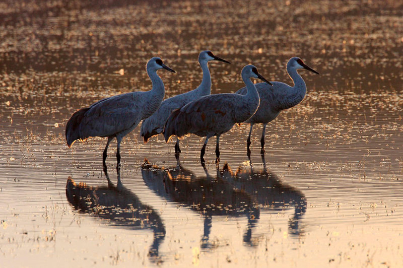 Sandhill Cranes_626.jpg