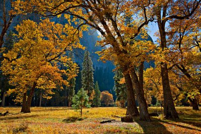 Fall Colors of Yosemite Valley.jpg