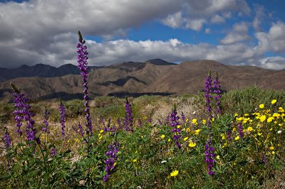 Arizona Lupins and Desert Sunflowers.jpg