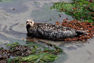 Pacific Harbor Seal.jpg