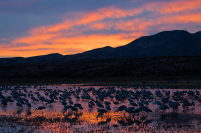 Sunset at the Crane pool.jpg