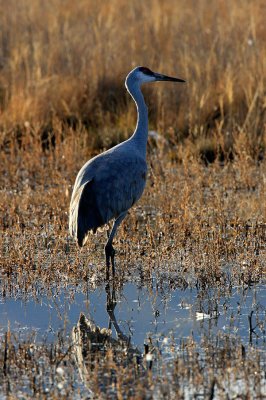 Sandhill Crane_607.jpg