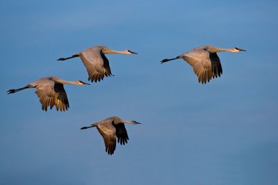 Sandhill Cranes_340.jpg