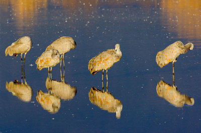 Sandhill Cranes_1092.jpg