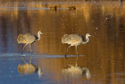 Sandhill Cranes_1096.jpg