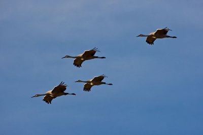 Sandhill Cranes_1209.jpg