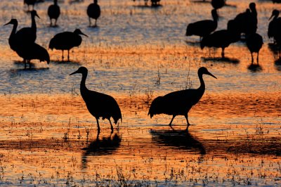 Sunset at the Crane Pool_643.jpg