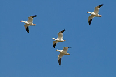 Snowgeese in Flight_105.jpg
