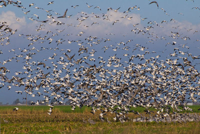 Bosque Del Apache 2007