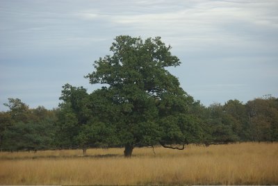 Bomen