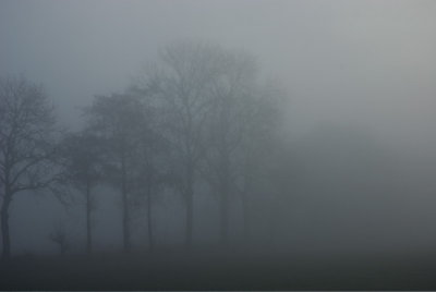 bomen in de mist