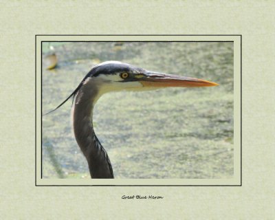 Great Blue Heron