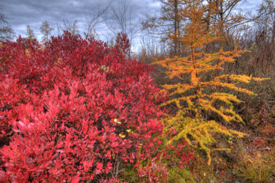 Portage Wetlands: October
