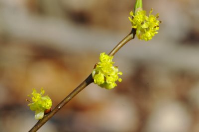 Spicebush twig with flowers