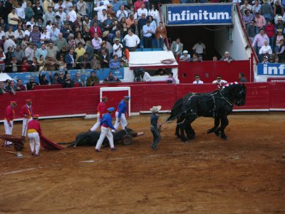 Only one bull of  seven survived but 2 of 3 matadors were gored. A  specialist  in horn wounds to the chest is on hand. 
