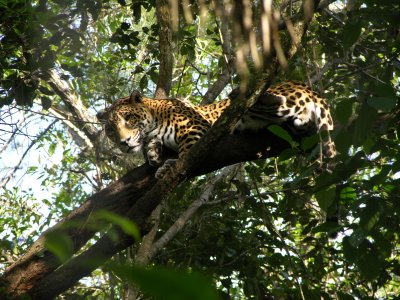 Jaguar, Belize.