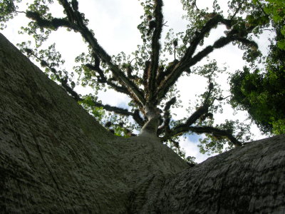 The great Ceiba Tree in Tikal. In Mayan mythology it connects the underworld, material world and the heavens.