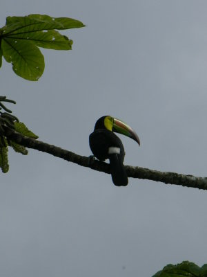 Wild Toucan, Pook's Hill, Belize.
