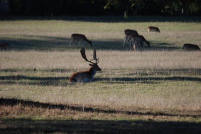 Unusual Deer in Southern Chile