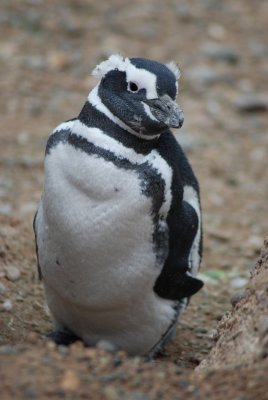 Magellanic Penguins on Peninsula Valdez