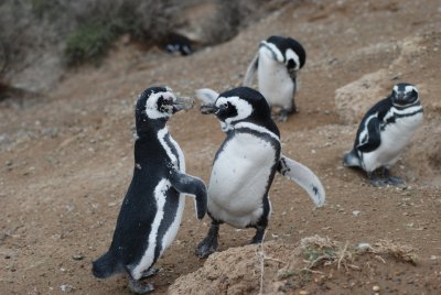 Penguin Karate