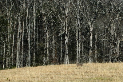 IMG_3608.JPG