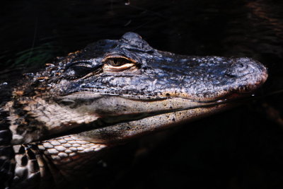 DSC_9797.JPG