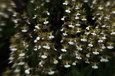 DSC_4433.jpg