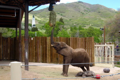 Utah's Hogel Zoo