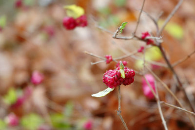 DSC_6077.jpg