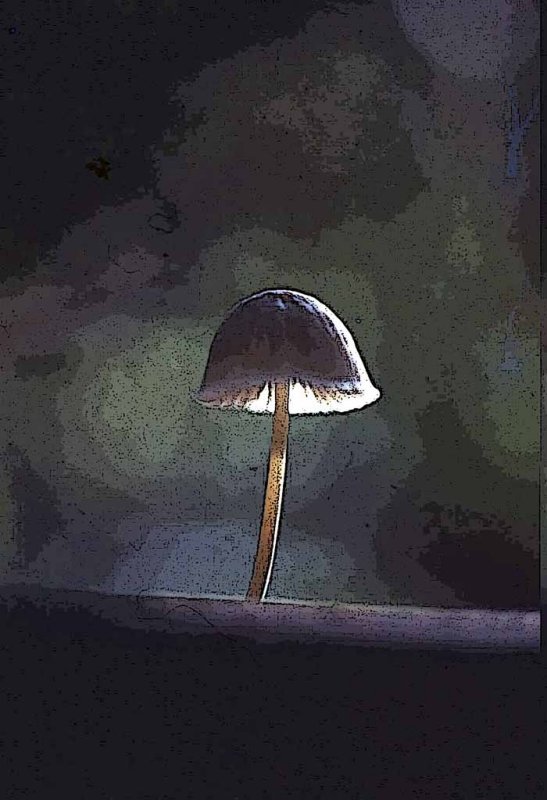 Fairy Mushroom