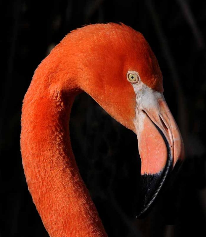 The Color of Flamingos