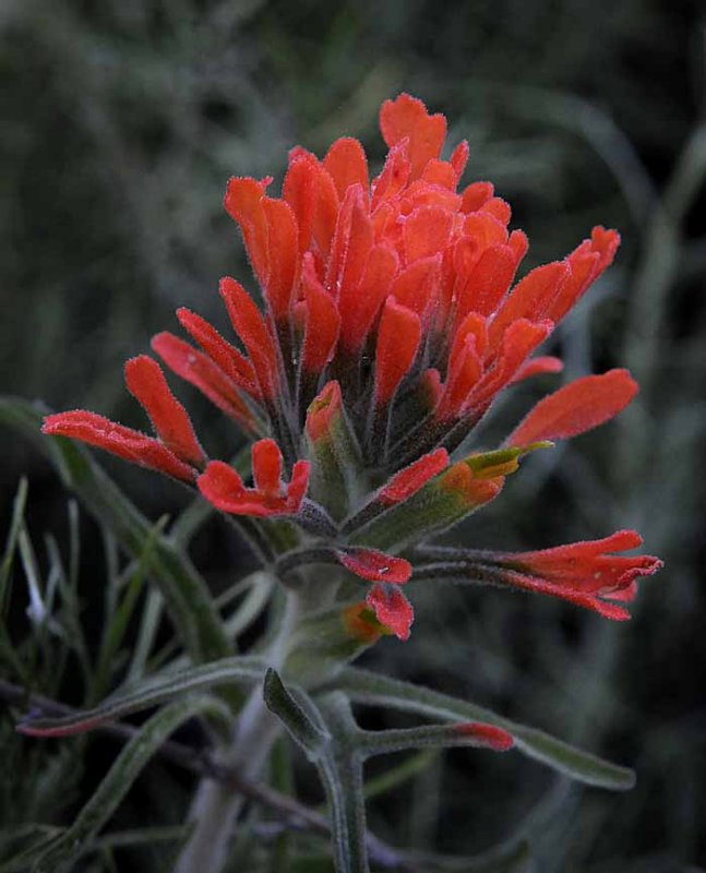 Those Wildflowers