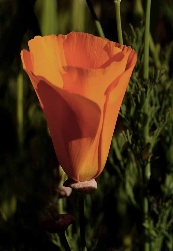 California Poppy