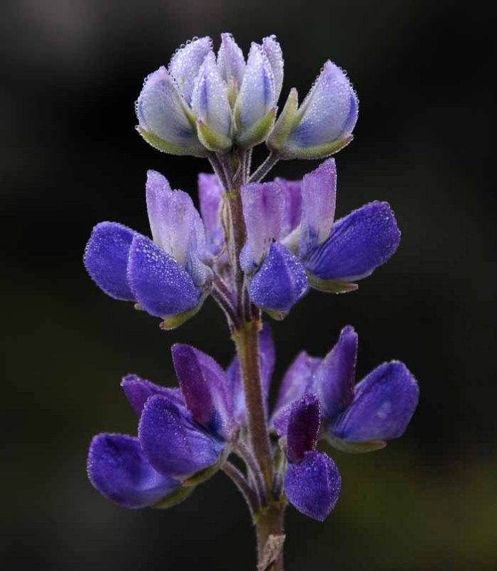 Those Wildflowers