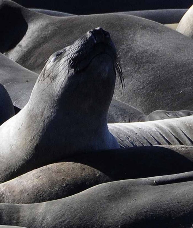 Northern Elephant Seals