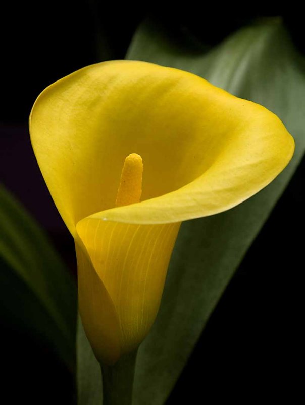 Cala Lily