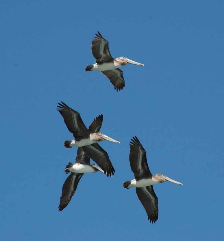 Morro Bay 06jpg