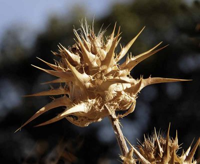 Wild Artichoke