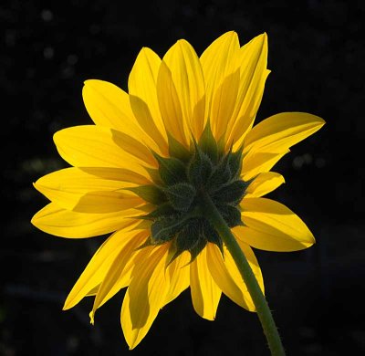 Summer Sunflowers